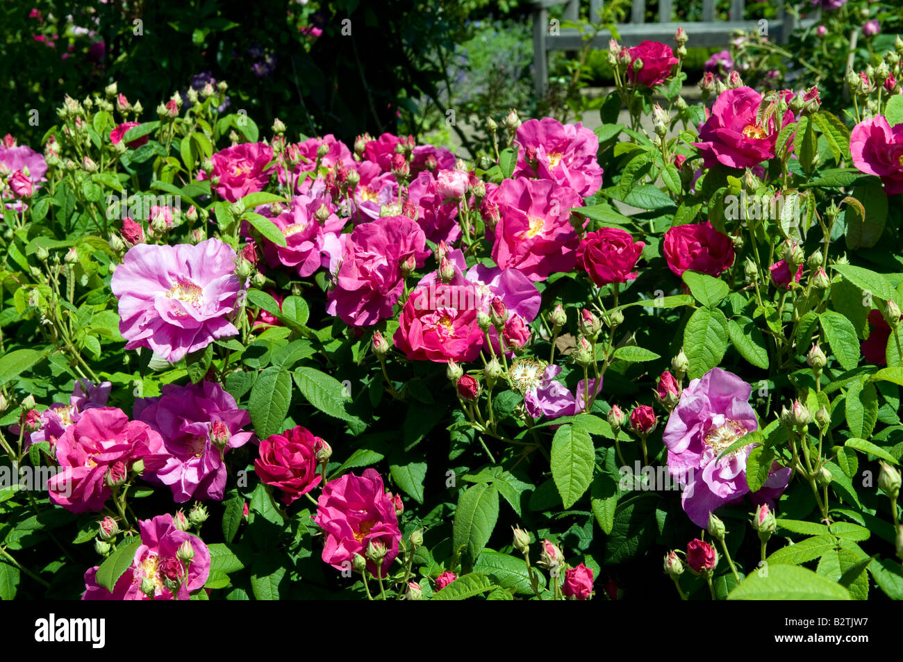 Rosa gallica var. officinalis `Red Rose of Lancaster` Stock Photo